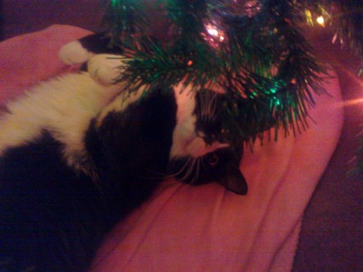 Snip, three years later. Sacked out on his blanket under the Christmas tree, like the true gift he is.