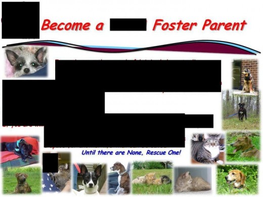 Web ad for foster program of local rescue.