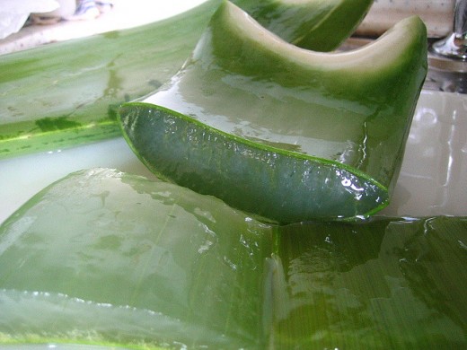 Cut Aloe Vera for pulp extraction.