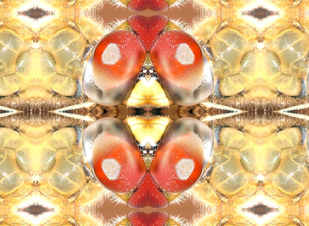Symmetrical abstract of dragon fly face