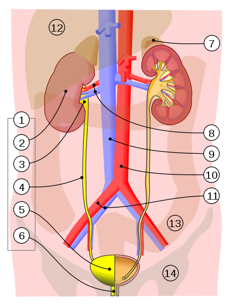 Human urinary system. Image Credit: Jordi March i Nogué Via Wikimedia Commons