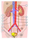 Human Excretory System – Human Urinary System – and Do Birds Urinate?