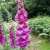 Foxgloves Foxgloves
