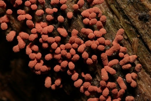 Slime Mold Fruiting Bodies