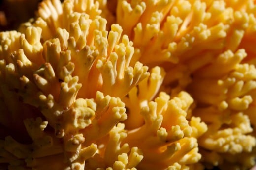 This is a very unusual looking bright orange coral looking fungus.