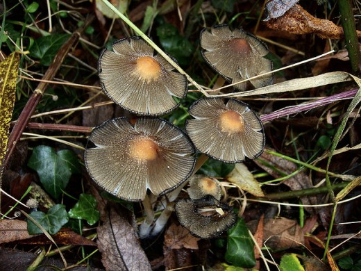 These gorgeous mushrooms would add a bit of oriental flair to any woodland fairy party.