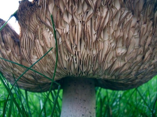 What a wonderful picture to display the delicate ribbing found under the cap of a mushroom.
