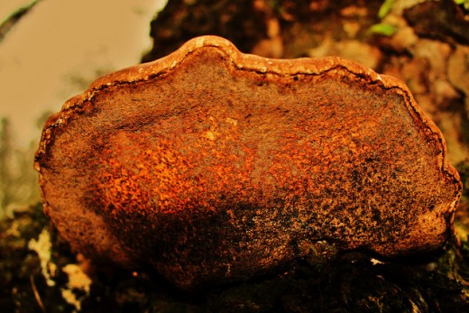 This fungus has an amazing variety of colors and textures.