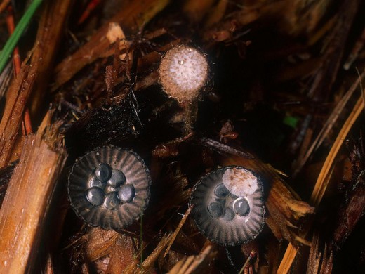 Birdnest Fungus, Cyathus stercoreus - This fungus looks like porcelain and the right one has a chip in it!