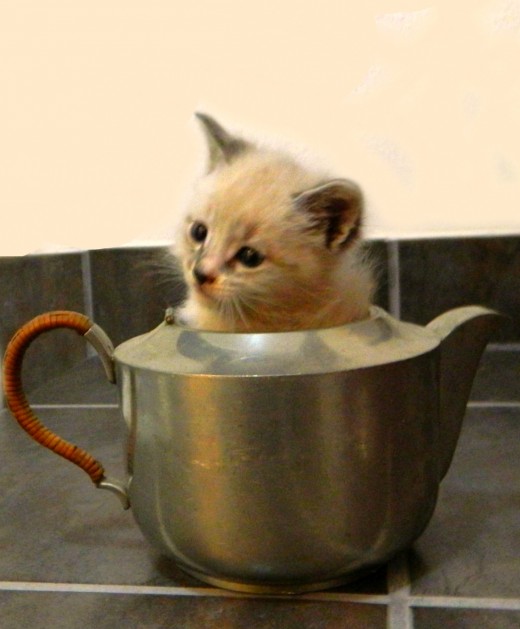 Tea Pot kitty