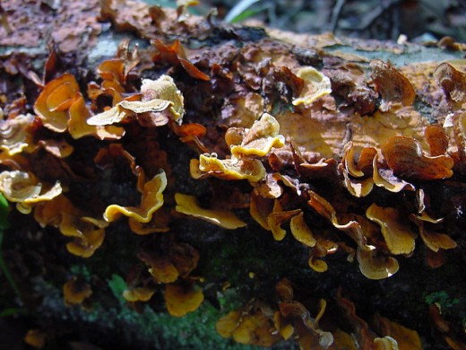 Brown Curly Shelf Fungi