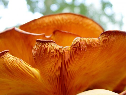 A great shot of a truly gorgeous orange mushroom.