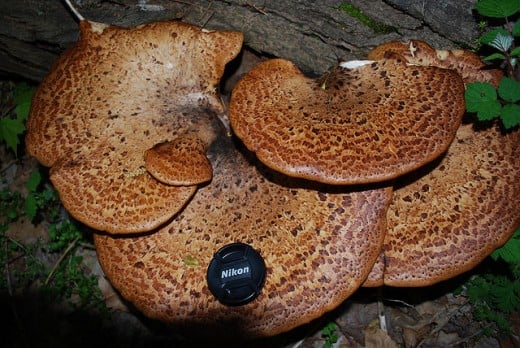 The lens cover gives you a good idea just how large this fungi is!