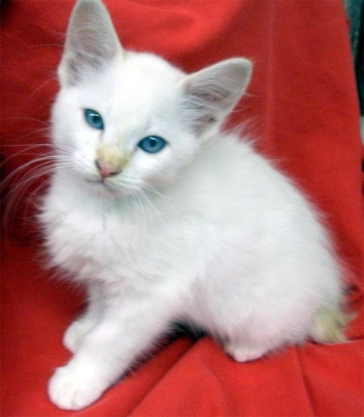 Bobbie, sister of Lil' Miss Fuzz, still has the blue eyes, but is more pure white, with just a hint of flame point coloring