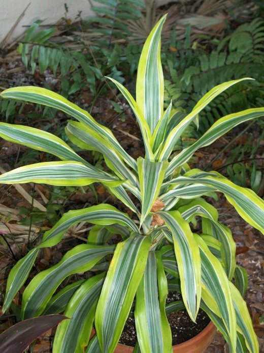 Another Dracaena -- a large family of plants with a huge variety in shape, color and form. When large and established, this tropical plant will survive a frost to sprout new growth come spring.