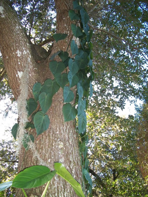 A heart-leafed philodendron climbs up the other side of the same oak, up a good twenty feet.