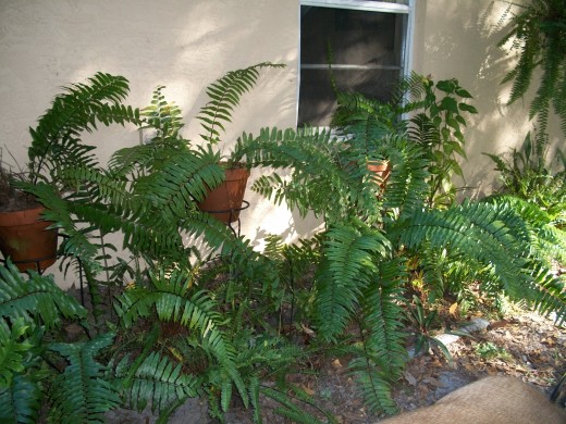 Macho fern daughter plants in pots and in the ground under the guest bedroom window.