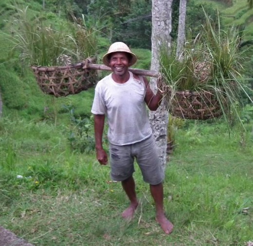 Rice field worker 