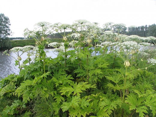 The flowering umbels of Giant Hogweed (Heracleum mantegazzianum), not a scene from the 2009 BBC TV remake of The Day of the Triffids.