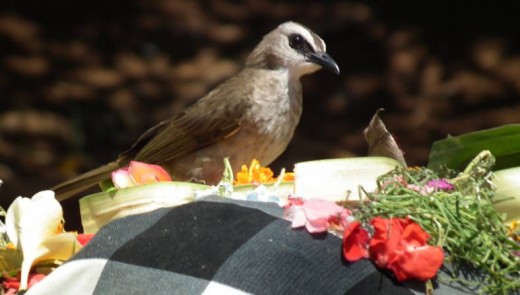 Bird enjoying an offering at Uluwatu temple