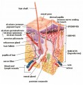 The Human Skin: The largest organ of the Integumentary System