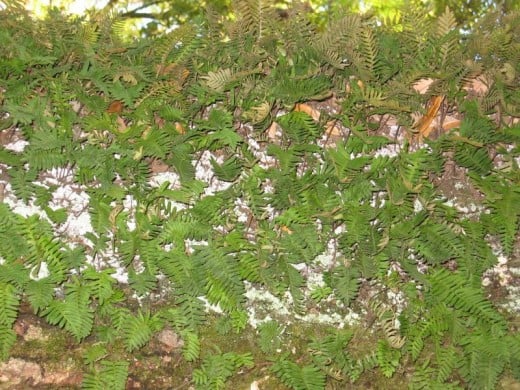 24 hours after some rain, the Resurrection Fern Pleopeltis polypodioides has achieved just that.