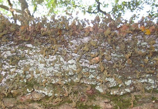 The Resurrection Fern Pleopeltis polypodioides on the bark of a tree in its dried, crispy state.