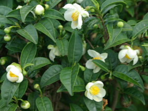 Camellia sinensis plant with flowers