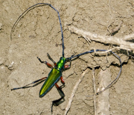 Green longhorned beetle that was flying towards me on a road.  Formidable encounter.  The horns are about 3 inches apart.  