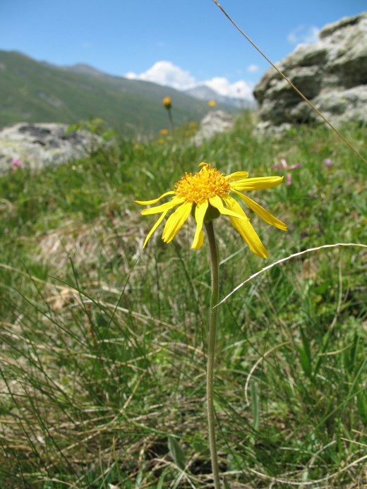Arnica montana