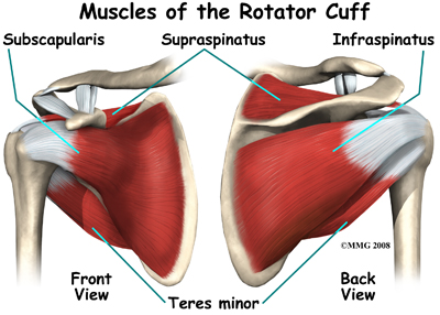 An excellent view of the four rotator cuff muscles