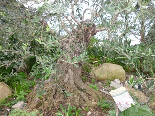 An ancient, gnarled olive tree in the Mediterranean Biome.