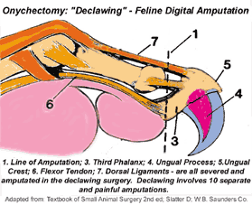 This is a diagram of the cats claw showing where the bone is cut off.