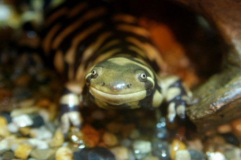 Barred Tiger