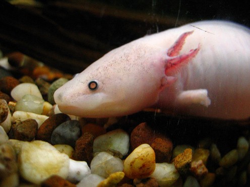 Axolotl (ambystoma mexicanum)
