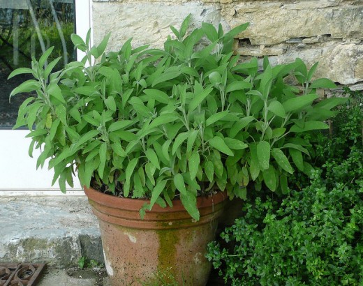 Salvia can grow in a pot.