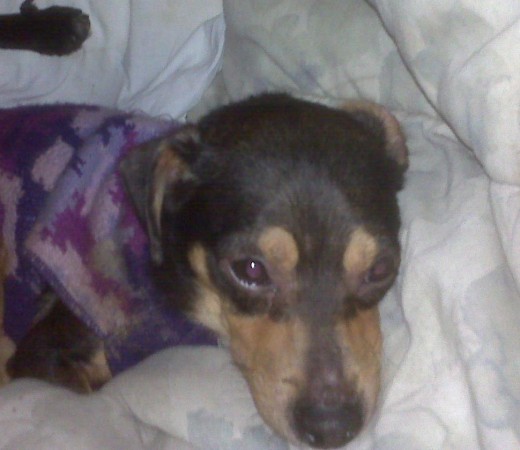 Quincy. Sadly only a phone-camera picture. He is much cuter in reality! But one of the dogs knocked the camera down and broke the lens!