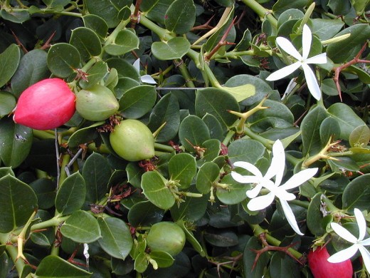 Flowers, leaves, thorns, ripe and unripe fruit of the Natal Plum (Carissa macrocarpa).