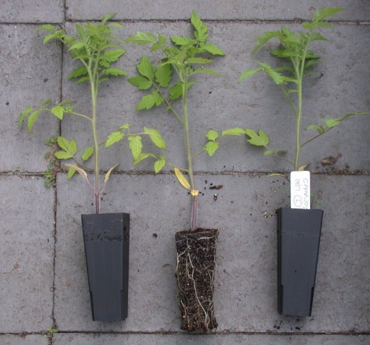 These tomato seedlings are at an ideal size to benefit from deep planting.