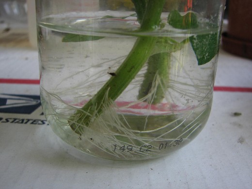 Tomato stem cuttings rooting in a jar of water.