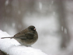 Junco fluffed up to create air pockets for warmth