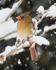Female Cardinal braving the cold and snow.