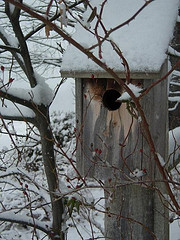 Birdhouse in Winter