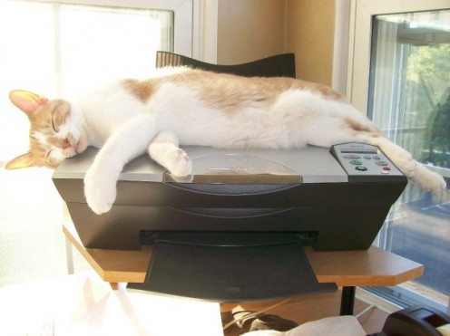I try to catch up on HP reading when Punkin naps on the printer instead of my laptop :)