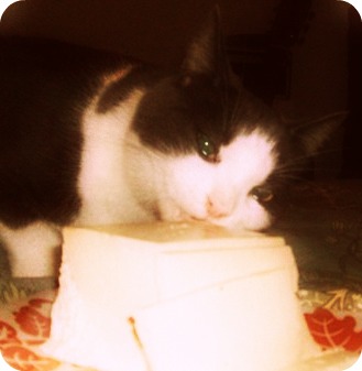 A cat enjoying tofu