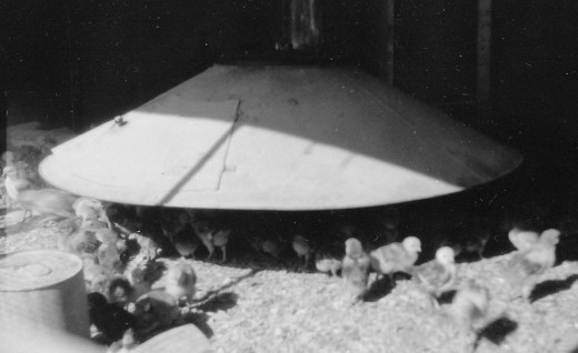 Baby Chickens under a Gas Brooder, 1949