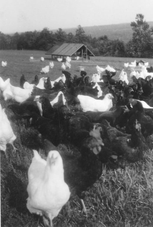 Chickens on Range, 1940s