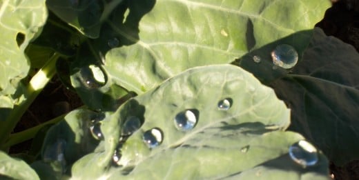 Young plants after a good rain.