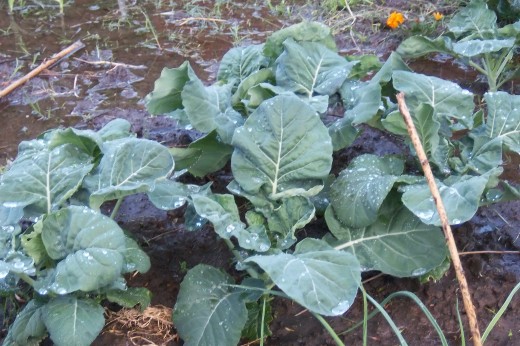 Plants planted too close together.