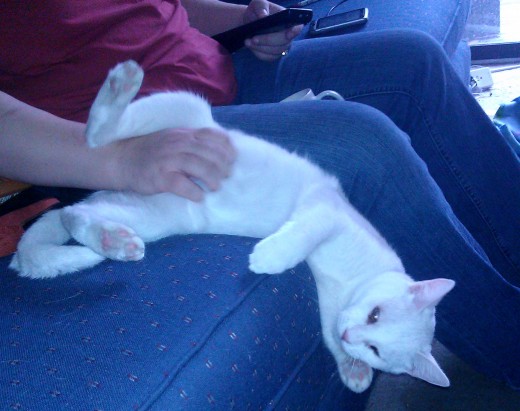 Frida gets her belly rubbed.